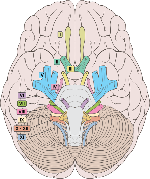 Underside view of the brain with the twelve cranial nerves, each in its own color and labeled with its Roman numeral
