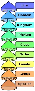 Soup Classification Chart